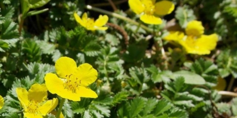 Potentilla guska: fotografija i opis, prednosti, primjena